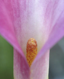 Pink Calla Lily Close-up by Danita Delimont