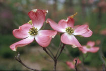 Pink dogwood blooms by Danita Delimont