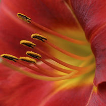 Red lily abstract by Danita Delimont
