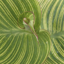 Striped Canna Leaf abstract by Danita Delimont