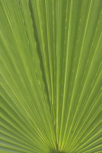 Detail of Palm Tree Frond von Danita Delimont
