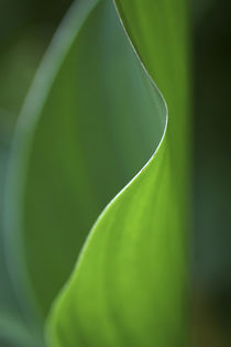 Hosta leaf abstract by Danita Delimont