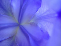 Iris Abstract by Danita Delimont