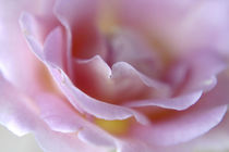 Rose Abstract by Danita Delimont