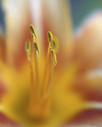 Day lily abstract von Danita Delimont