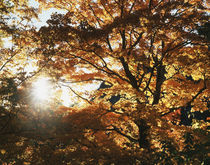 USA, The sun shine through the autumn colors of a large tree. by Danita Delimont