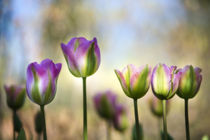 Colorful, diffused tulips von Danita Delimont
