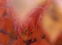 Maple leaf in autumn, close-up by Danita Delimont