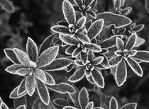 Frosted leaves, close-up von Danita Delimont