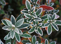 Frosted leaves, close-up by Danita Delimont