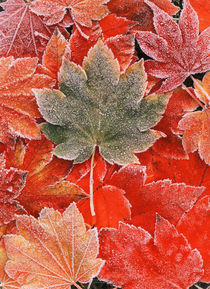 Frozen autumn leaves, close-up von Danita Delimont