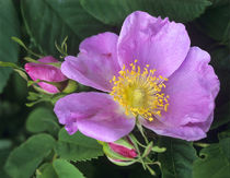 Wild Rose in pink, Canada USA by Danita Delimont