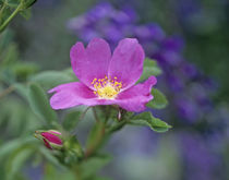 Close-up of a Dwarf wild rose. by Danita Delimont