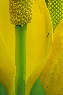 Close-up of the interior of a flowering Plant, USA von Danita Delimont