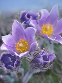 Close-up of Pasque flowers. by Danita Delimont