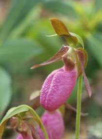 Macro of a Pink lady's slipper orchid, USA by Danita Delimont