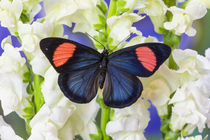 Painted Beauty Butterfly from the Amazon Region, Batesia hypochlora by Danita Delimont