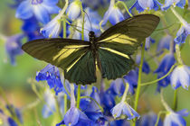 Crassus Swallowtail Butterfly, Battus Crassus in the Papilio... von Danita Delimont