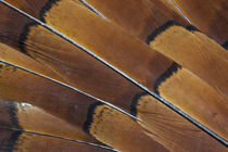 Tail feathers of Cooper Pheasant by Danita Delimont