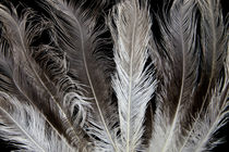 Rhea feathers by Danita Delimont