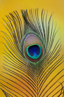 Single male peacock tail feather against colorful background von Danita Delimont