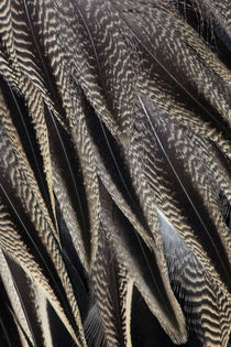 Northern Pintail Feather Detail by Danita Delimont