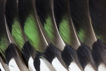 American Wigeon drake wing feathers von Danita Delimont