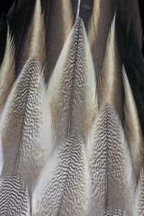 Northern Pintail feather Detail von Danita Delimont