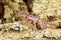 Banded Gecko von Danita Delimont