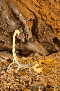 Yellow Sand Scorpion by Danita Delimont
