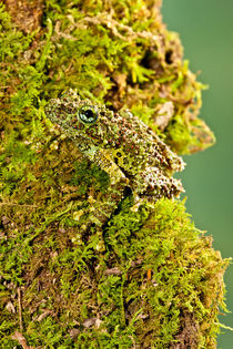 Vietnamese Mossy Frog by Danita Delimont