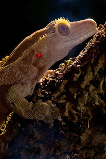 Crested Gecko by Danita Delimont
