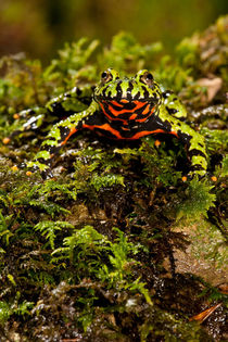 Fire Belly Toad by Danita Delimont