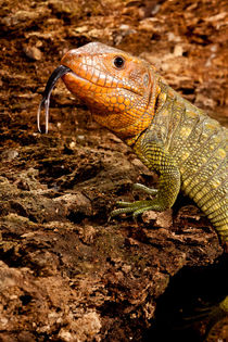 Caiman Lizard von Danita Delimont
