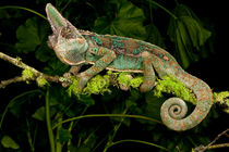 Veiled Chameleon by Danita Delimont