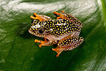Starry Night Reed Frog by Danita Delimont
