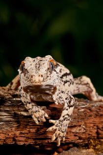 Gargoyle Gecko von Danita Delimont