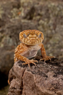 Rough Knob-tail Gecko by Danita Delimont