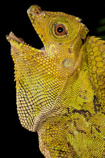 Malaysian Crested Dragon Lizard von Danita Delimont