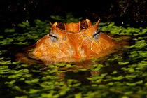 Brazilian Horn Frog by Danita Delimont