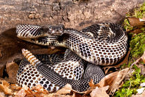 Timber Rattlesnake von Danita Delimont