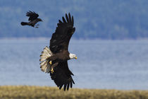 Crow attacking Bald Eagle von Danita Delimont