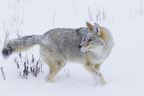 Coyote in Winter von Danita Delimont