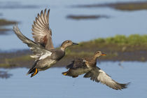 Gadwall Ducks Taking Flight von Danita Delimont