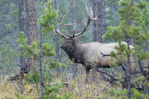 Rocky Mountain Bull Elk by Danita Delimont