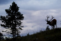 Rocky Mountain Bull Elk at Dusk von Danita Delimont