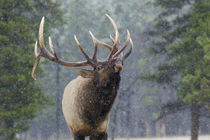Rocky Mountain Bull Elk, autumn snow von Danita Delimont