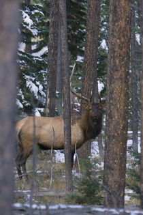 Rocky Mountain Bull Elk, autumn snow von Danita Delimont