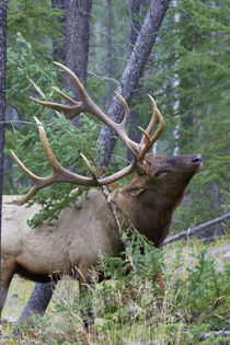 Rocky Mountain Bull Elk, scenting marking pine tree by Danita Delimont