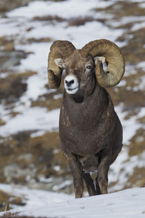 Rocky Mountain Bighorn Sheep Ram by Danita Delimont